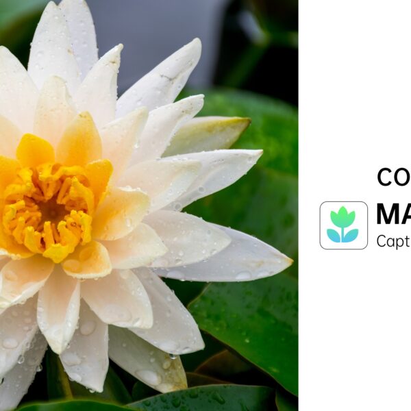 6541  Coolpad C15 Smartphone 5000mAh Battery, 50MP Camera, 90Hz Display Student price cheap large screen captain endurance standby #JL07-C15 - Image 9